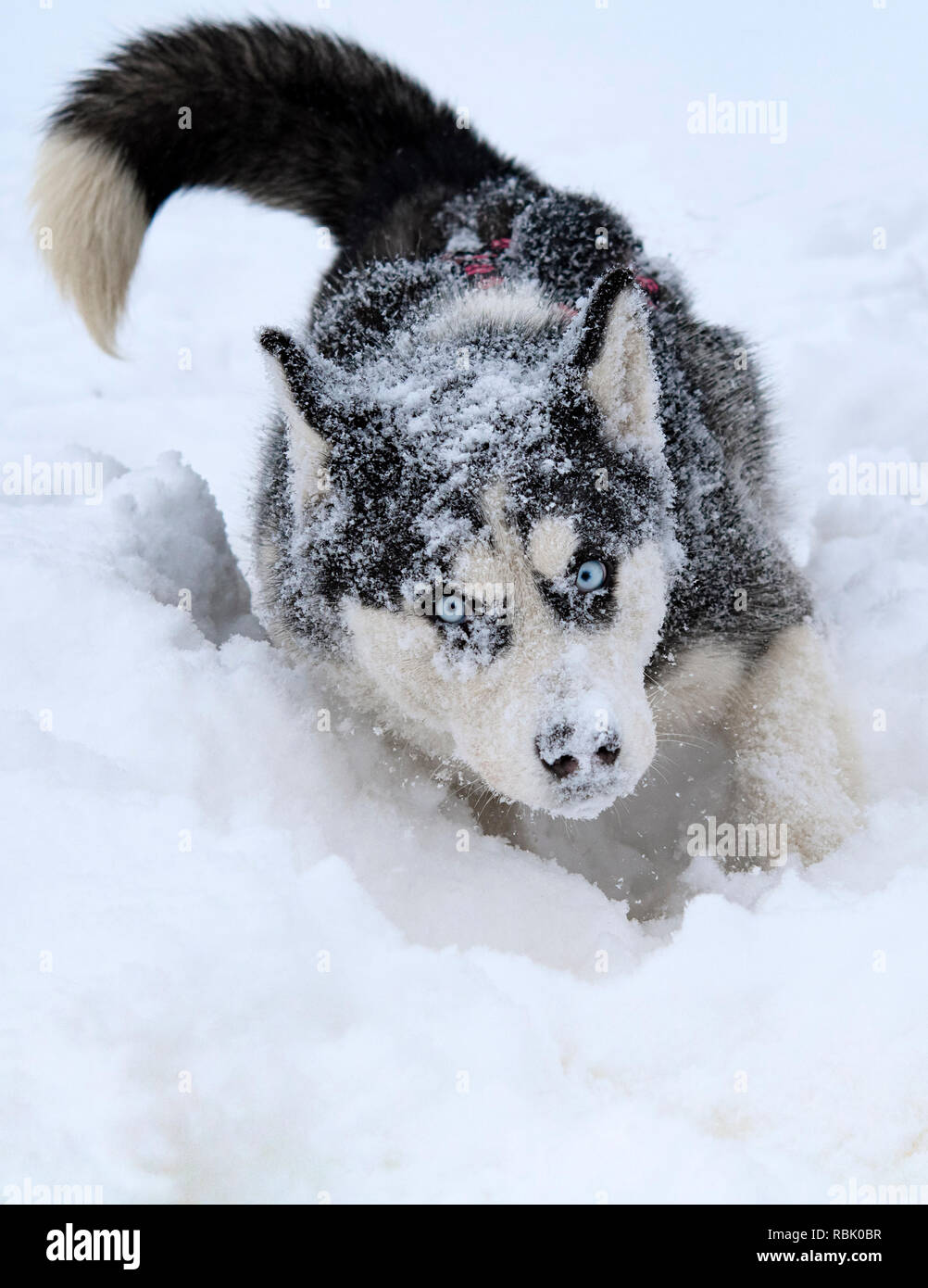 breed husky sled dogs in the winter. Northern husky dogs. riding on