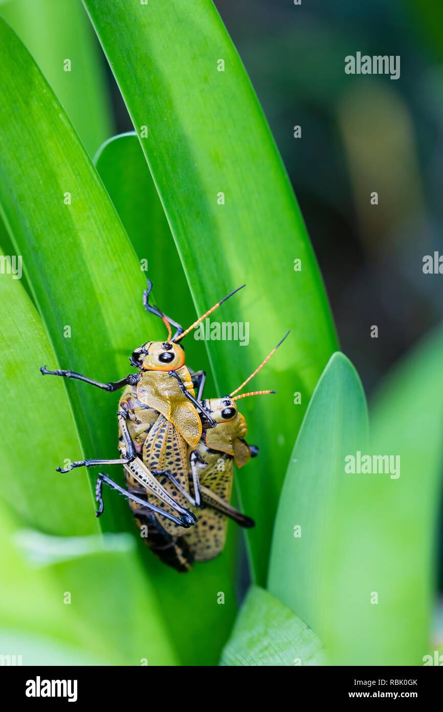 Mating grasshoppers in Costa Rican rain forest Stock Photo