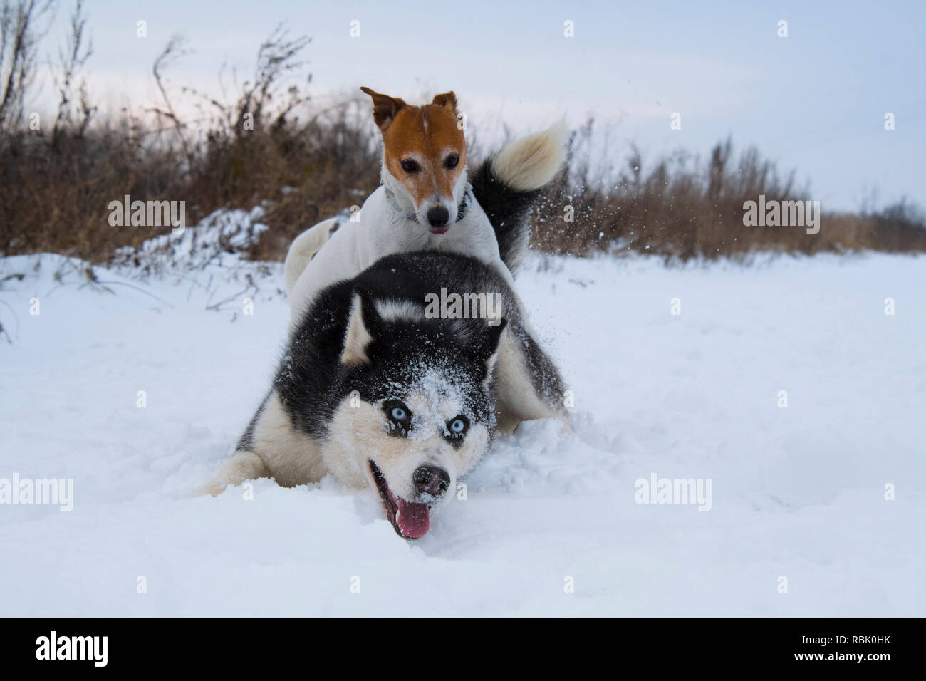jack russell husky mix puppies