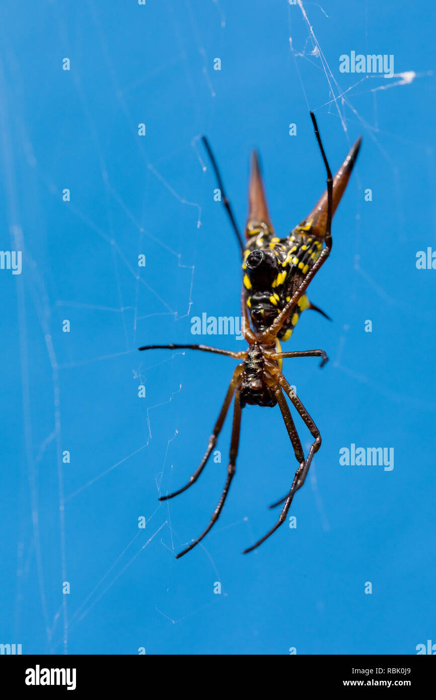 Arrow-shaped spider, Costa Rica Stock Photo
