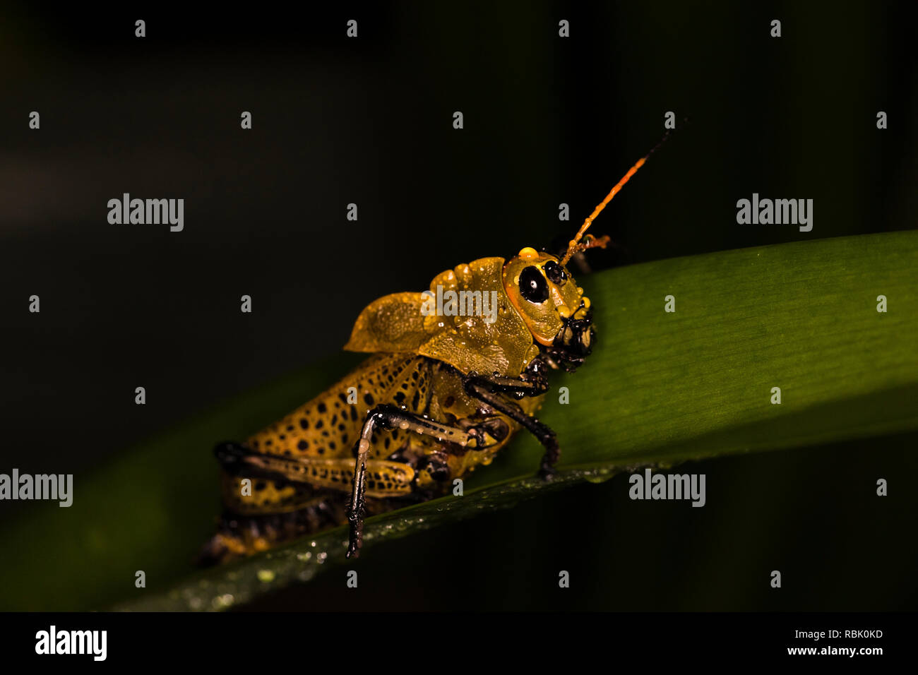 Mating grasshoppers in Costa Rican rain forest Stock Photo