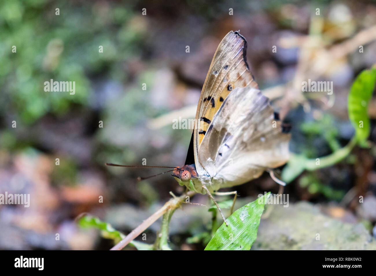 An iridescent blue butterfly (wings closed) in the Costa Rican Rain forest Stock Photo