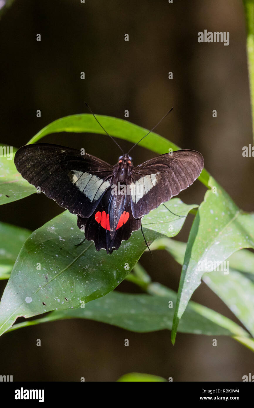 A tropical butterfly in the Costa Rican rainforest Stock Photo
