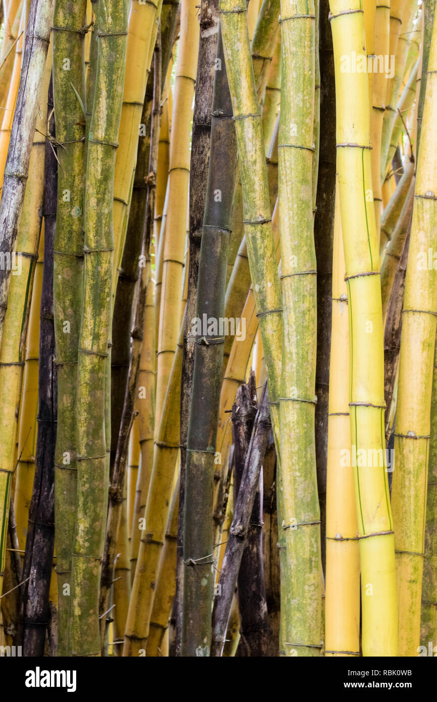Bamboo growing wild in Costa Rica Stock Photo
