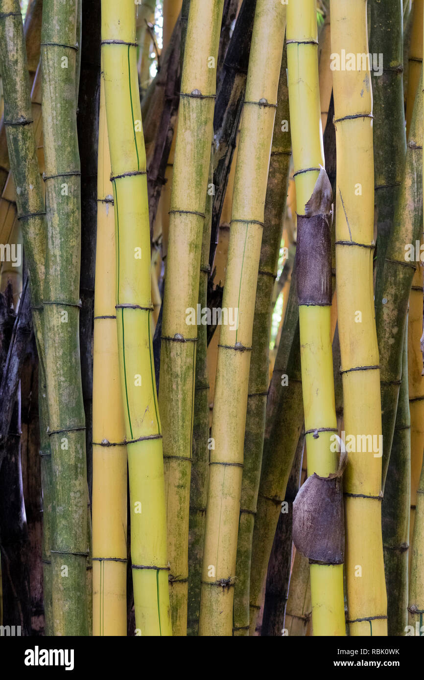 Bamboo growing wild in Costa Rica Stock Photo