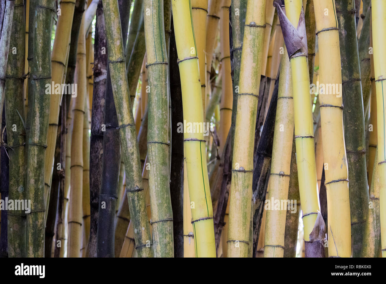 Bamboo growing wild in Costa Rica Stock Photo