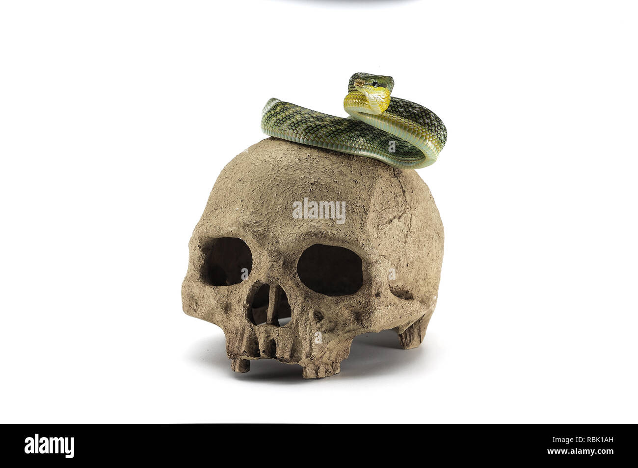 Snake on the skull Halloween concept isolated on white background Stock Photo