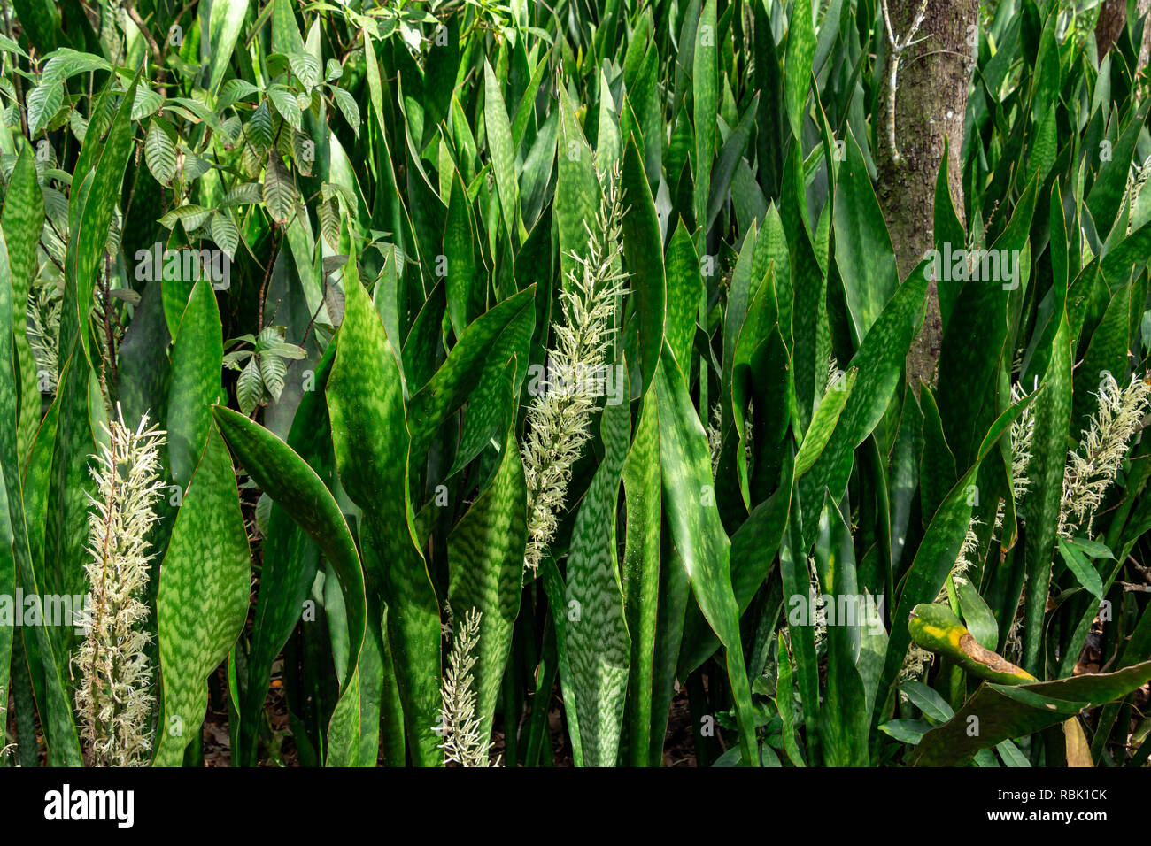 Mother-in-laws tongue a.k.a. snake plant (Sansevieria hyacinthoides) flowers - Pine Island Ridge Natural Area, Davie, Florida, USA Stock Photo
