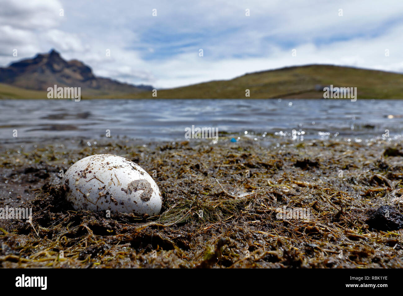 Egg found on the shores of andean lake belonging to the giant coot 