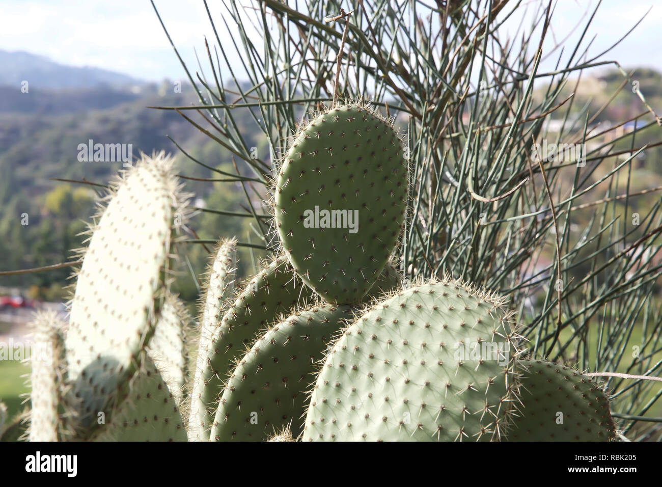 Cacti on the Hollywood Hills, California ,USA Stock Photo - Alamy