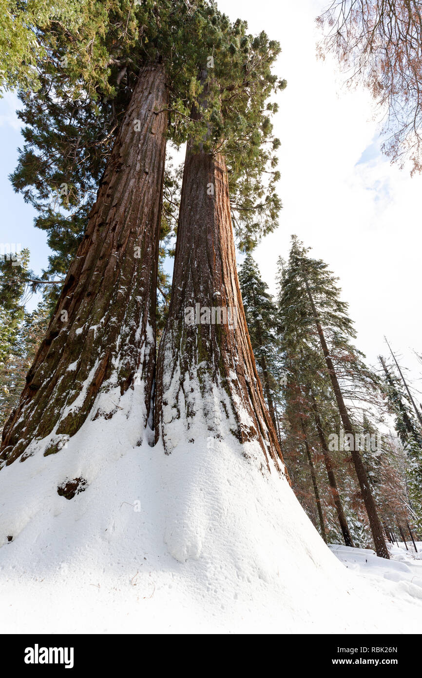 Two tall sequoia trees (Sequoiadendron giganteum) share a root system, covered in winter snow. These trees are a highlight on the Trail of a Hundred G Stock Photo