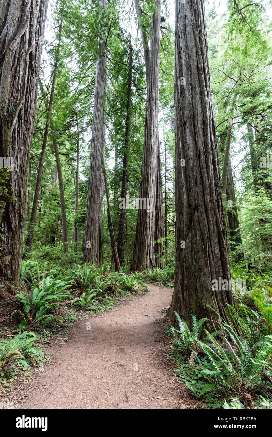 The Boy Scout Tree Trail winds through a wild old growth redwood (Sequoia sempervirens) forest in Jedediah Smith Redwoods State Park. Stock Photo