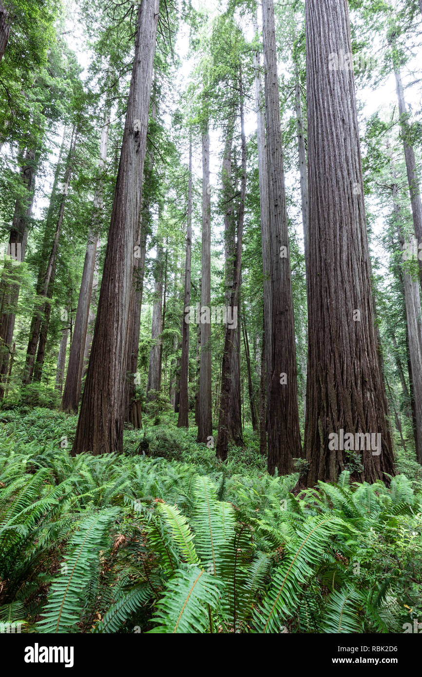 A grove of coast redwood trees (Sequoia sempervirens) grows above a blanket of ferns in Jedediah Redwoods State Park, California. Stock Photo