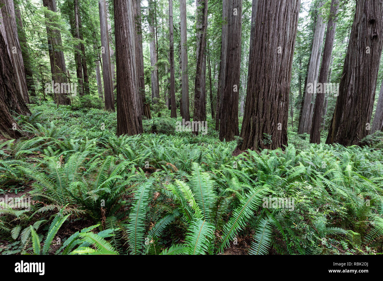 A grove of coast redwood trees (Sequoia sempervirens) grows above a blanket of ferns in Jedediah Redwoods State Park, California. Stock Photo
