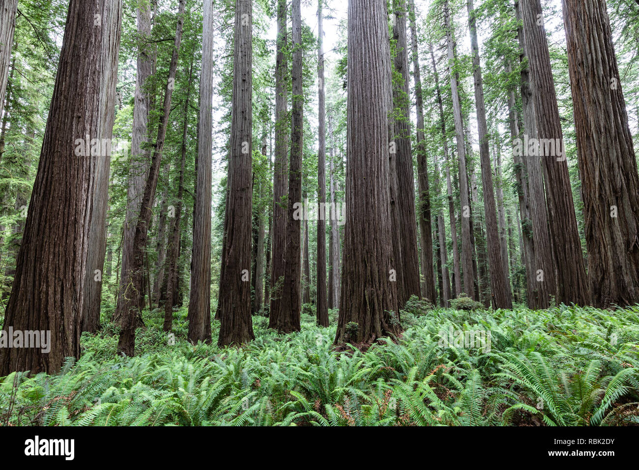 A grove of coast redwood trees (Sequoia sempervirens) grows above a
