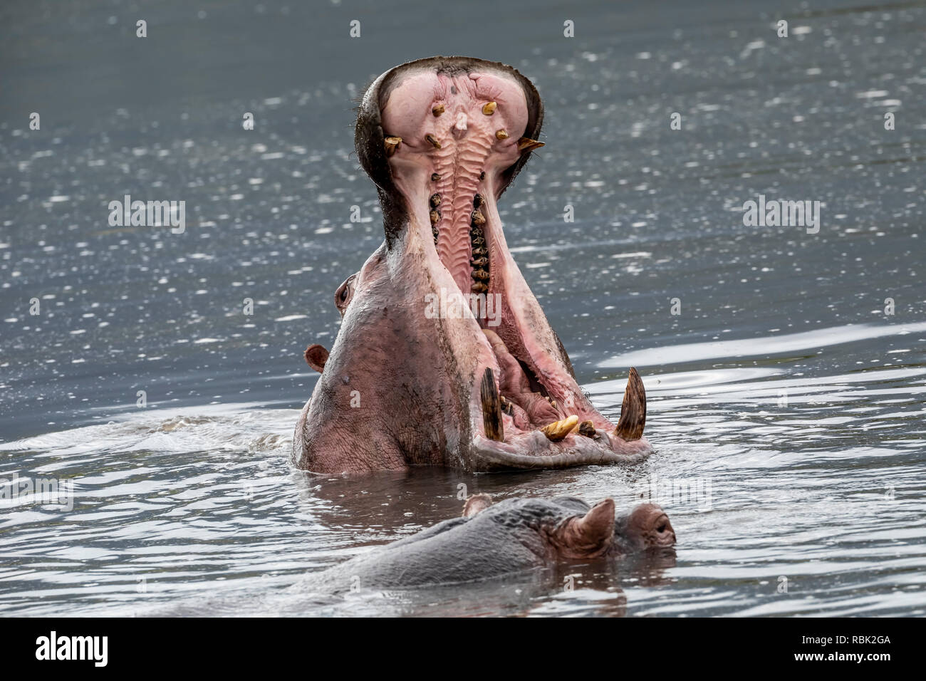 Hippopotamus (Hippopotamus amphibious) yawning and displaying its canine tusks in the Hippo Pool in Ngorongoro Crater, Tanzania Stock Photo