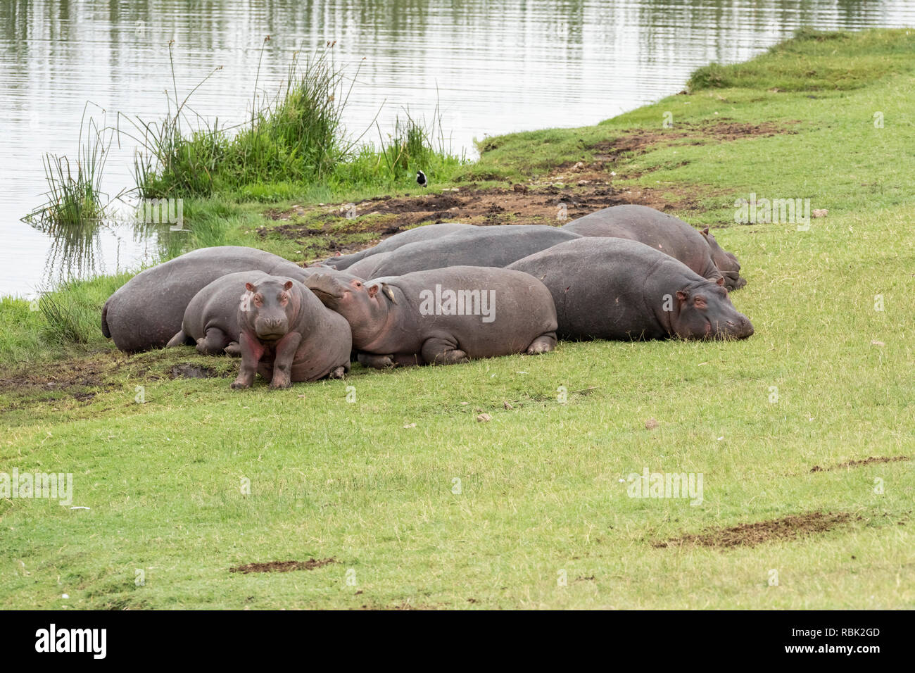 Hippopotamus (Hippopotamus amphibious) pod resting on the shoreline next to the Hippo Pool in Ngorongoro Crater, Tanzania Stock Photo