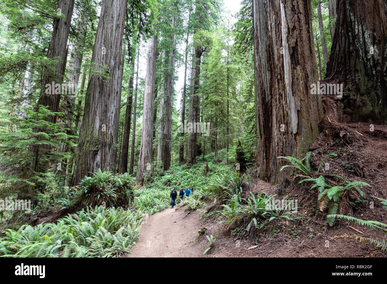 Hikers are dwarfed by giant coast redwood trees (Sequoia sempervirens) while hiking along the Boy Scout Tree Trail in Jedediah Redwoods State Park. Stock Photo