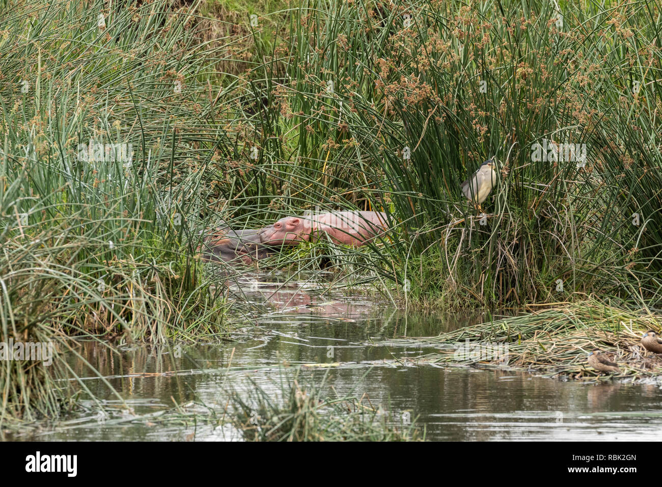 Hippopotamus (Hippopotamus amphibious) infant and mother resting on shoreline of a hippo pool in Ngorongoro Crater, Tanzania Stock Photo