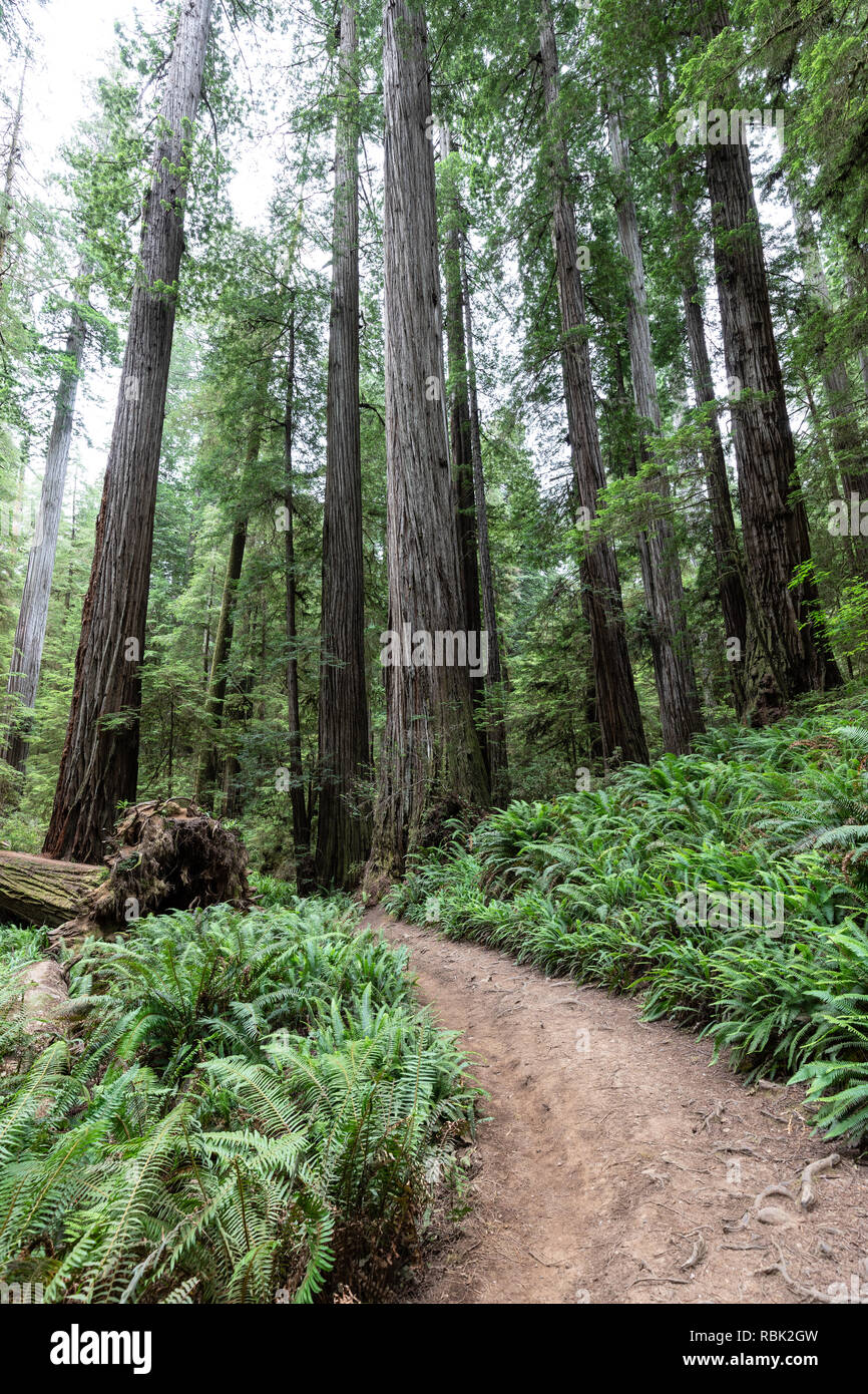 The Boy Scout Tree Trail winds through a wild old growth redwood (Sequoia sempervirens) forest in Jedediah Smith Redwoods State Park. Stock Photo