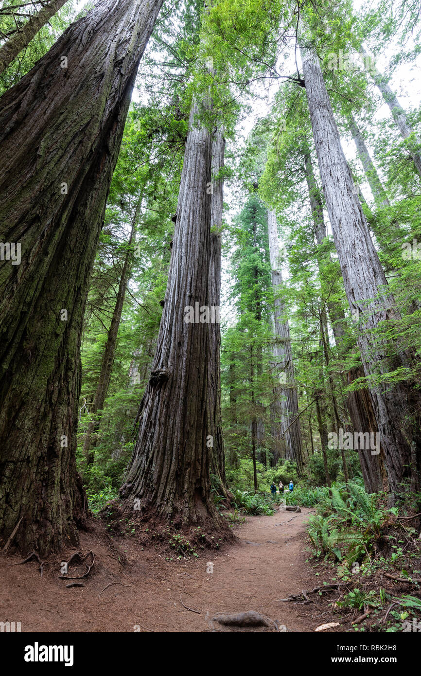 Hikers are dwarfed by giant coast redwood trees (Sequoia sempervirens) while hiking along the Boy Scout Tree Trail in Jedediah Redwoods State Park. Stock Photo