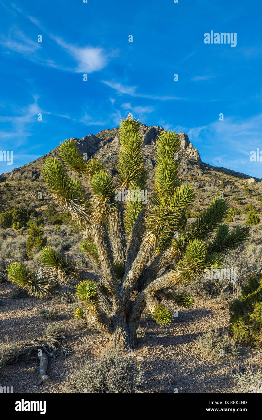Joshua Tree, Yucca brevifolia, at the Oak Springs Summit trilobite