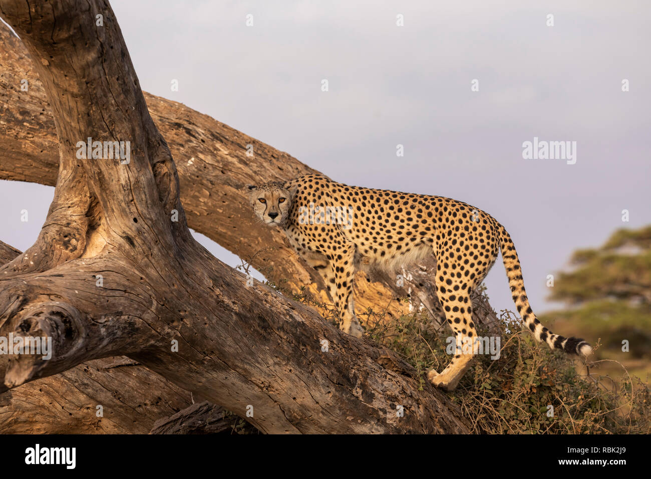 Cheetah (Acinonyx jubatus) female perched on a fallen dead tree in Amboseli National Park, Kenya Stock Photo