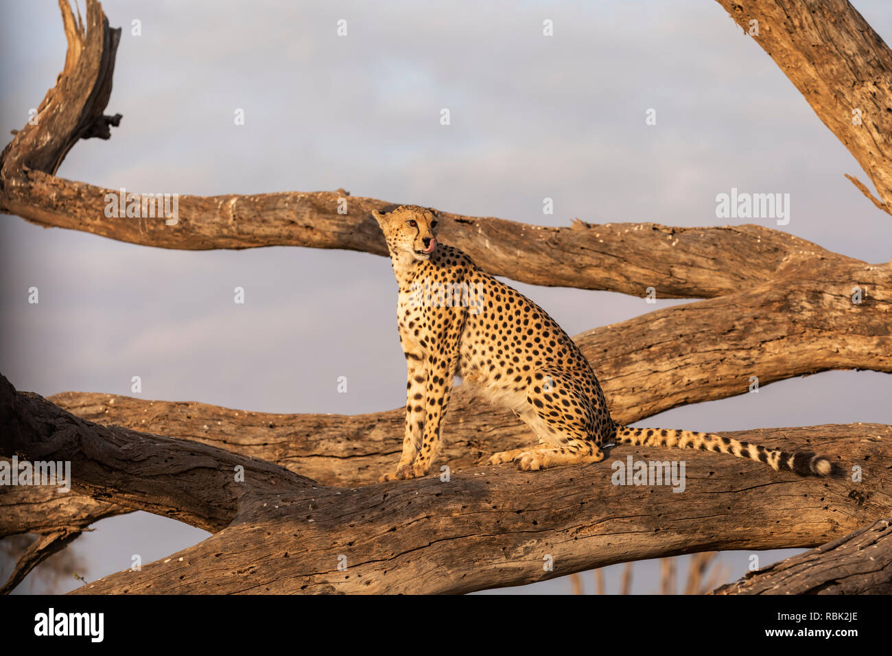 Cheetah (Acinonyx jubatus) female perched on a fallen dead tree in Amboseli National Park, Kenya Stock Photo