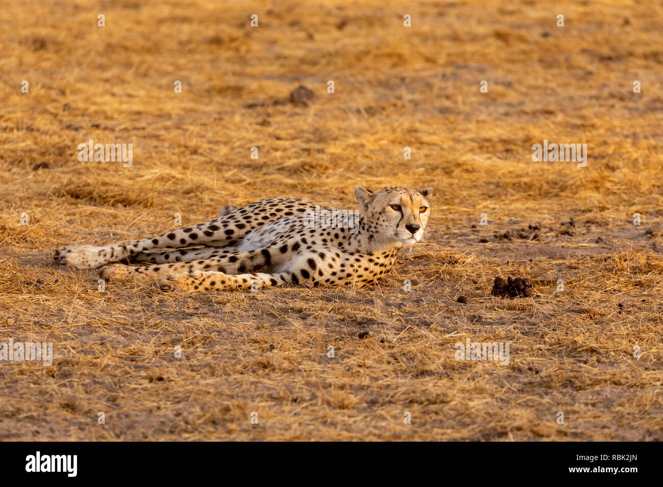 Cheetah (Acinonyx jubatus) female resting on the savannah in Amboseli National Park, Kenya Stock Photo