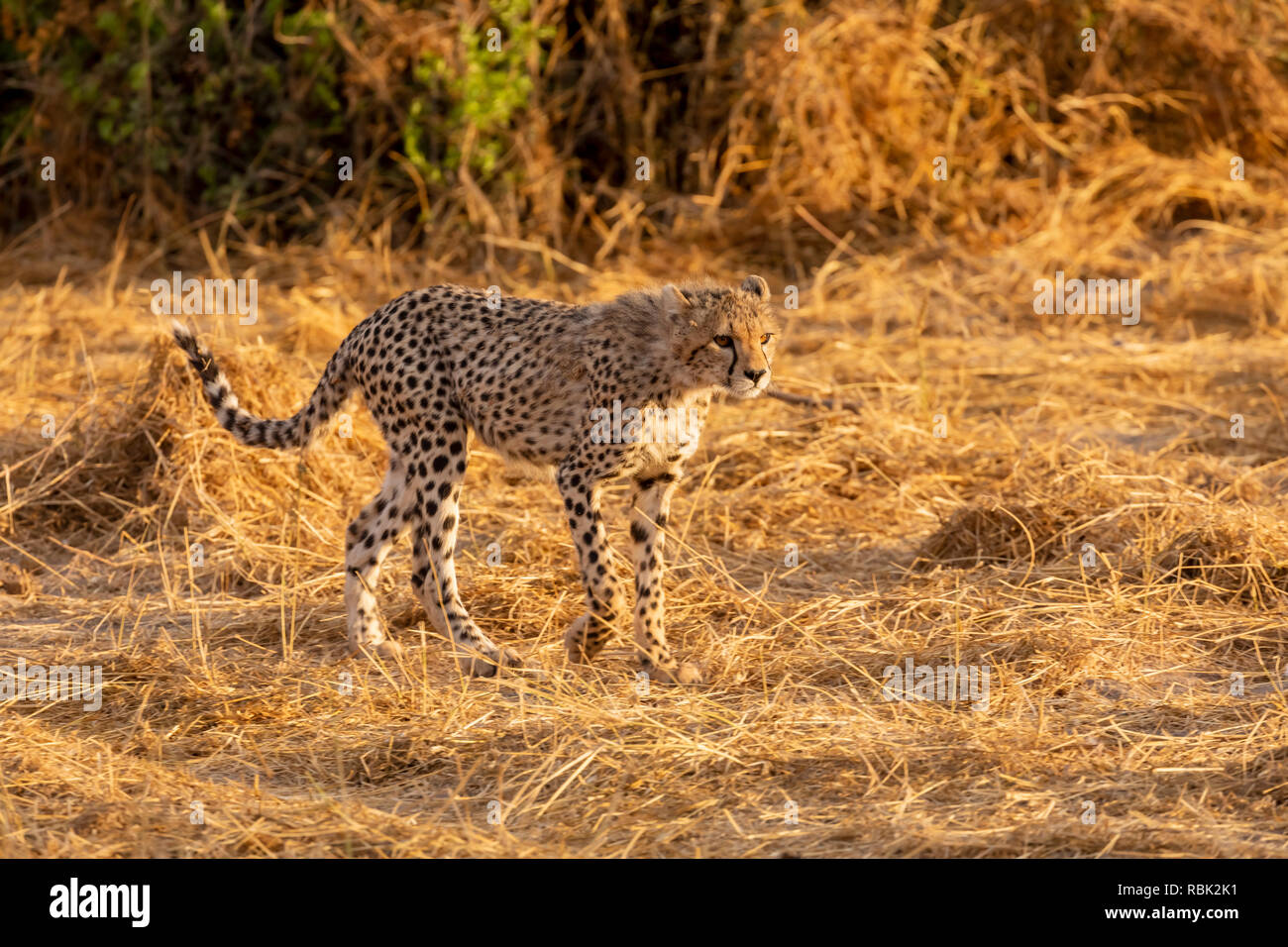 Cheetah (Acinonyx jubatus) cub hunting on the savannah in Amboseli National Park, Kenya Stock Photo