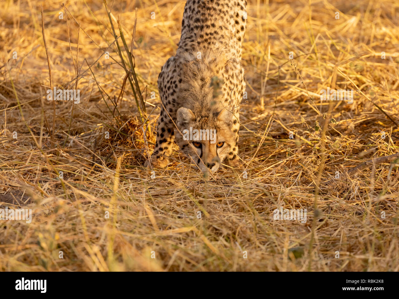 Cheetah (Acinonyx jubatus) cub stalking on the savannah in Amboseli National Park, Kenya Stock Photo