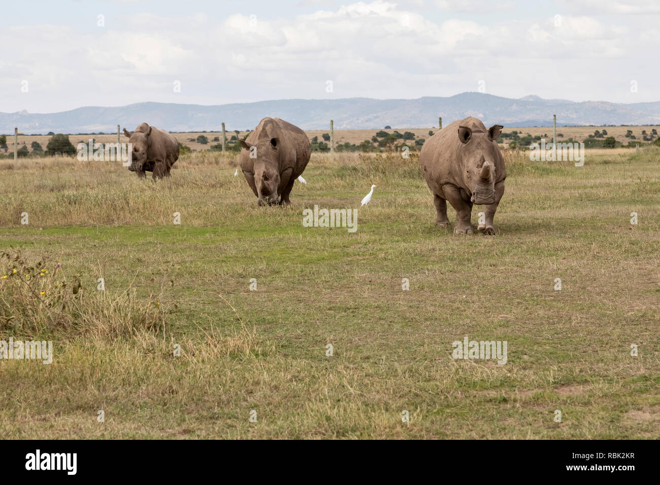 Northern White Rhinoceros (Ceratotherium simum cottoni) females walking in the Endangered Species Enclosure, Ol Pejeta Conservancy, Kenya. The last tw Stock Photo