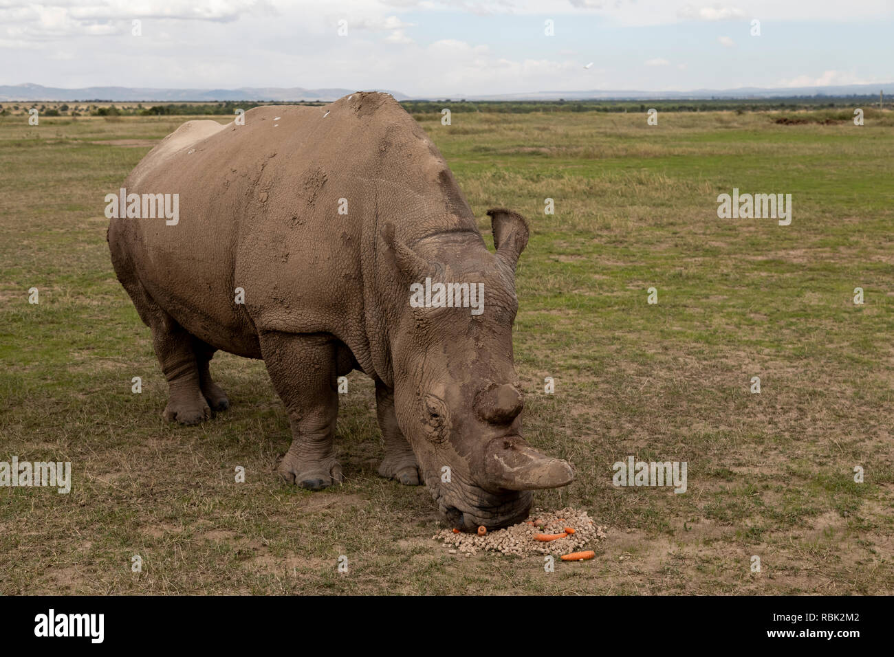 Northern White Rhinoceros (Ceratotherium simum cottoni) female feeding in the Endangered Species Enclosure, Ol Pejeta Conservancy, Kenya. One of the l Stock Photo