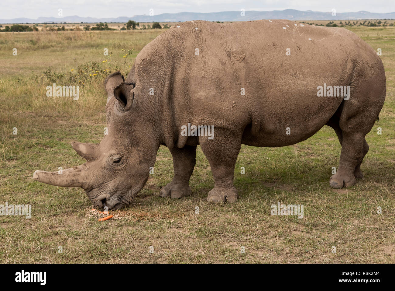 Northern White Rhinoceros (Ceratotherium simum cottoni) female feeding in the Endangered Species Enclosure, Ol Pejeta Conservancy, Kenya. One of the l Stock Photo