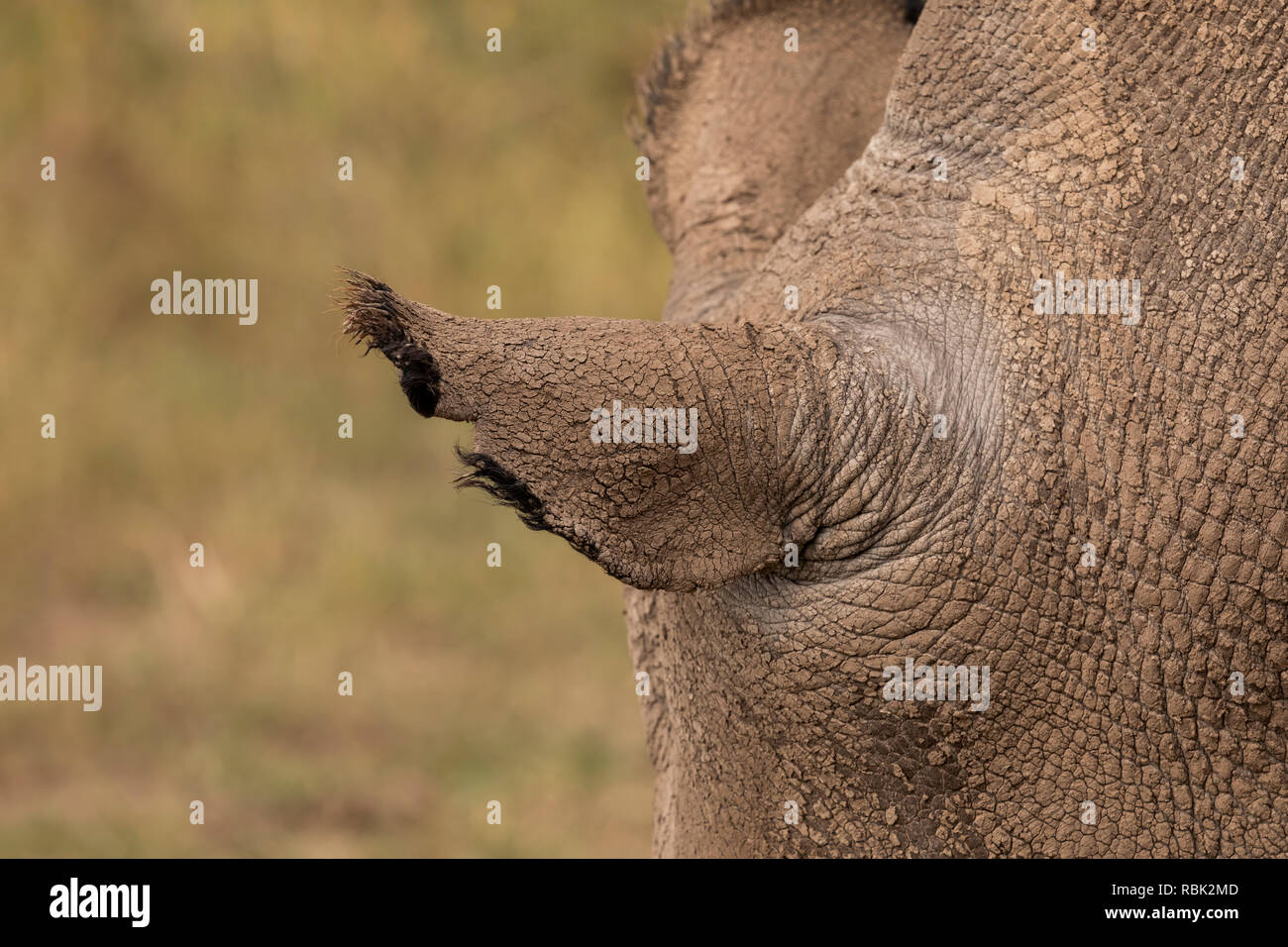 Northern White Rhinoceros (Ceratotherium simum cottoni) ear of a female in the Endangered Species Enclosure, Ol Pejeta Conservancy, Kenya. One of the  Stock Photo