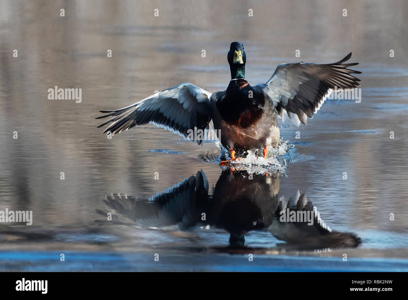 Drake mallard landing on pond Stock Photo