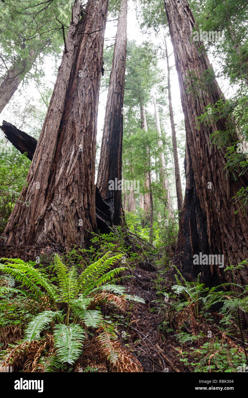A grove of Coast Redwood trees (Sequoia sempervirens) grows along the Ben Johnson Trail in Muir Woods National Monumment. Stock Photo