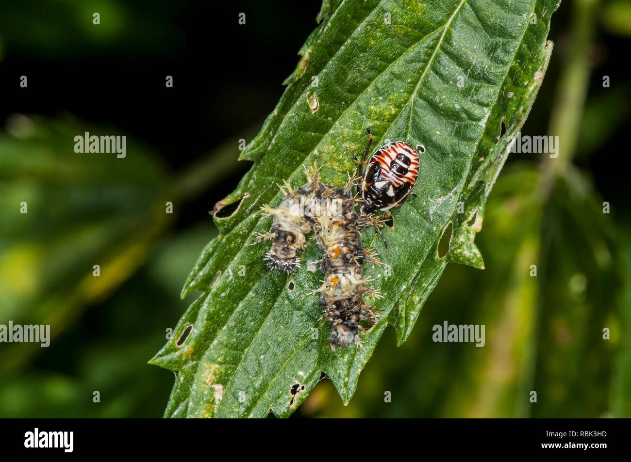 Pest animal hires stock photography and images Alamy