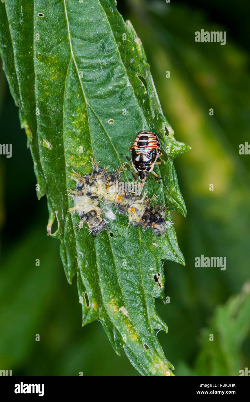 Pest animal hires stock photography and images Alamy