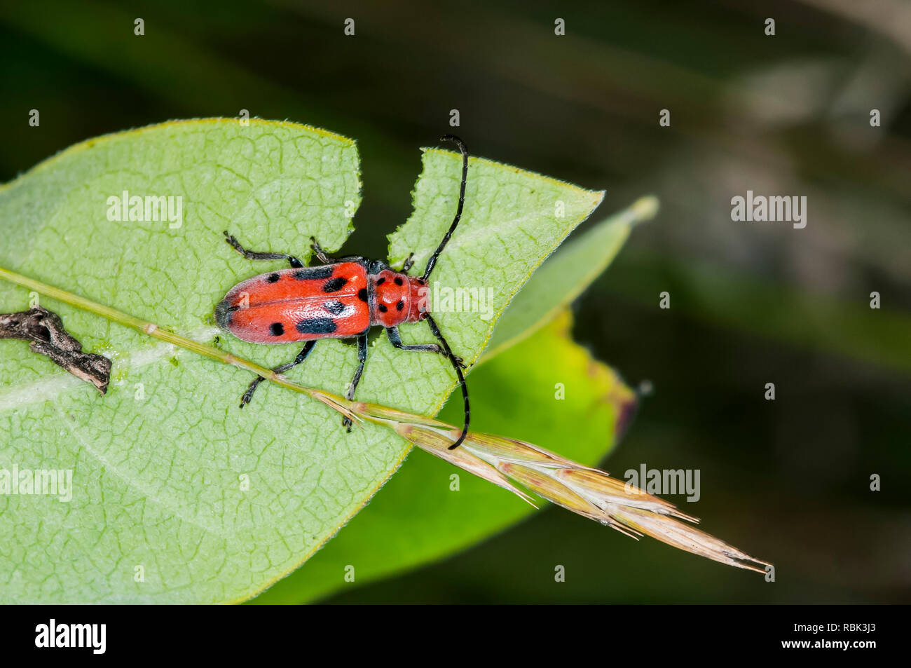 Balsam Lake, Wisconsin. Red Milkweed Beetle (Tetraopes tetraopthalmus) feeding on a milkweed plant. Stock Photo