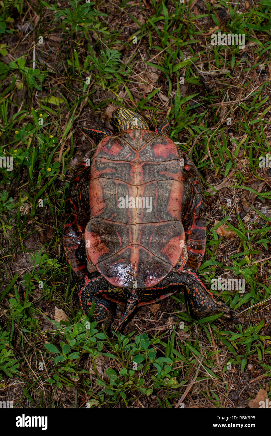 Vadnais Heights, Minnesota. Vadnais Lake Regional Park. Western Painted