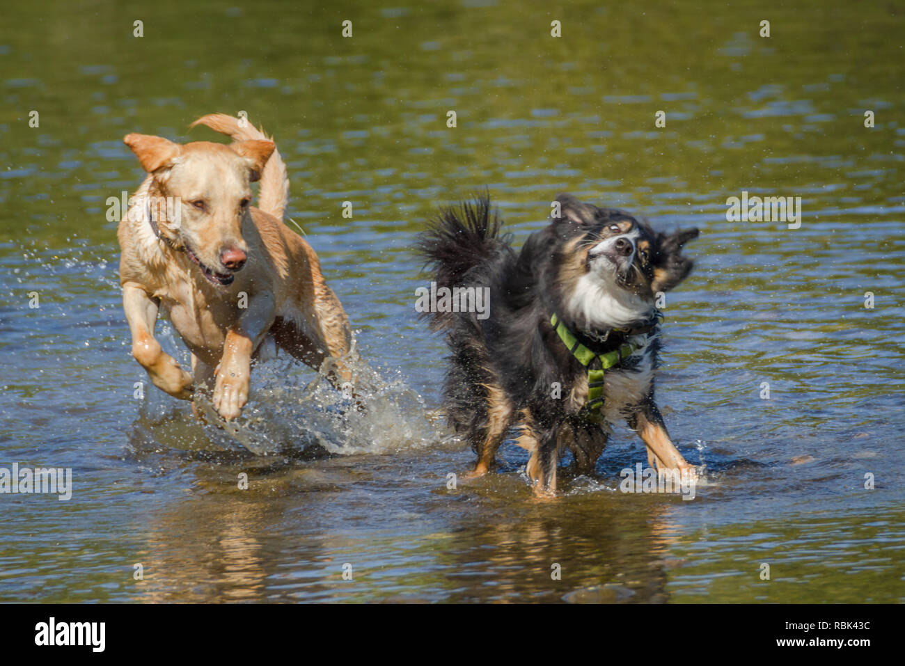 Two dogs enjoy warm, summer weather in Calgary, Alberta, Canada as they splash around and cool off in Bow River. Frontal view, action, dogs running. Stock Photo