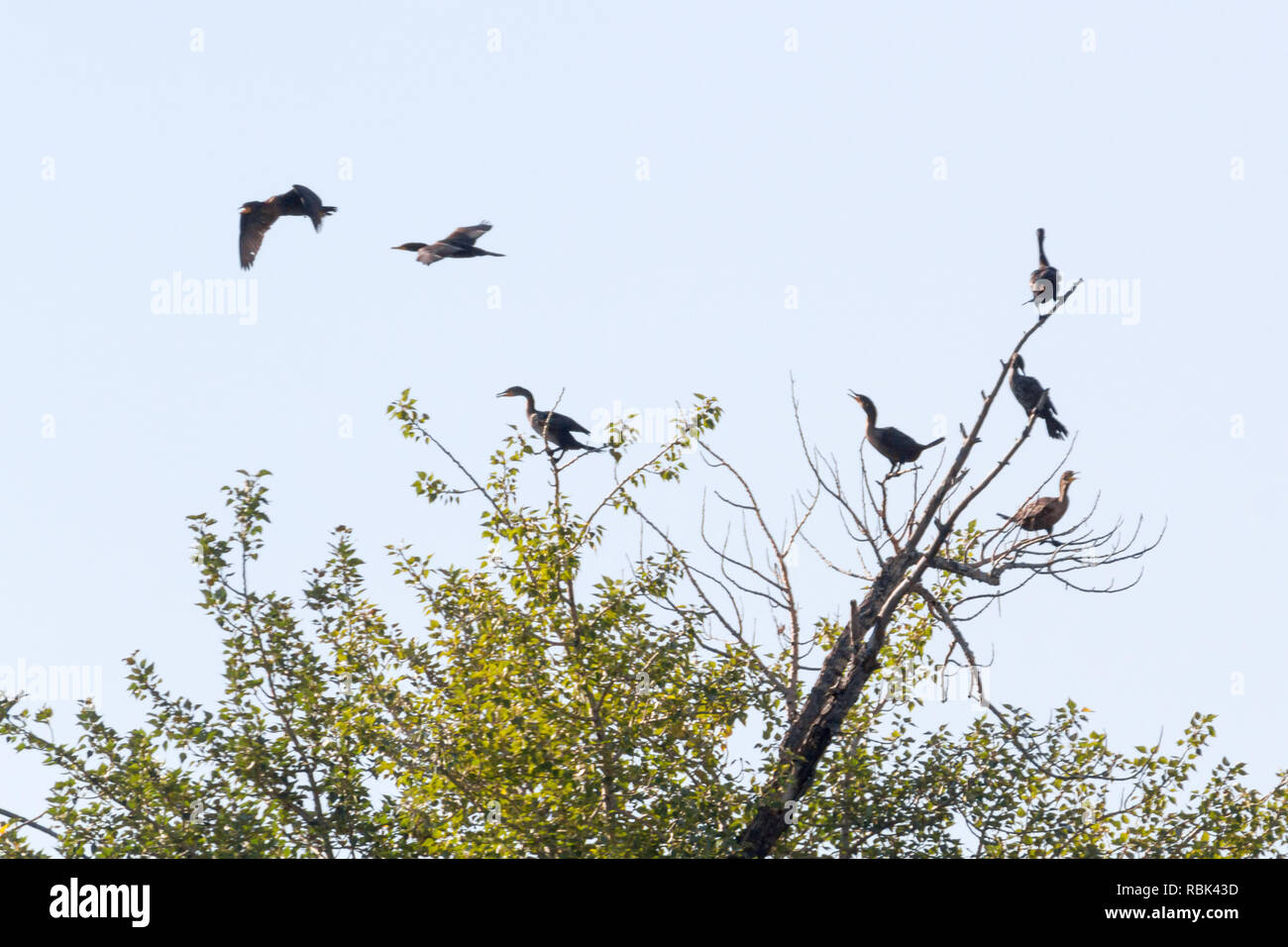 Cormorants, some flying, others perched in trees close to Bow River, where they dive for fish, on summer day in Calgary, Alberta, Canada. Stock Photo