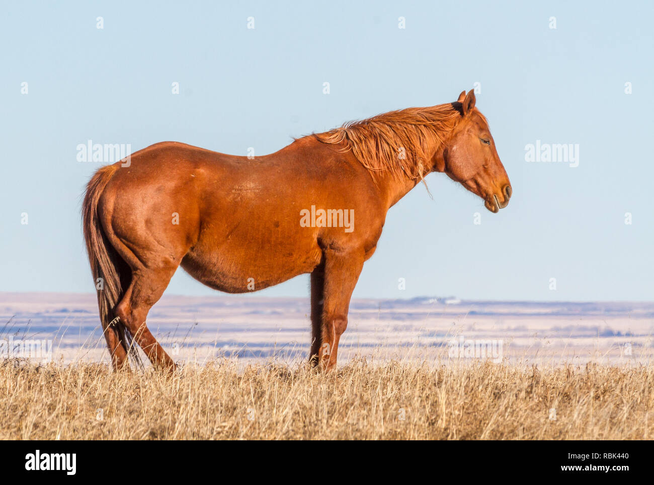 Side view of brown horse standing, with yellow grass and blue sky, and no snow during winter in rural Alberta, Canada. Some room for text. Stock Photo