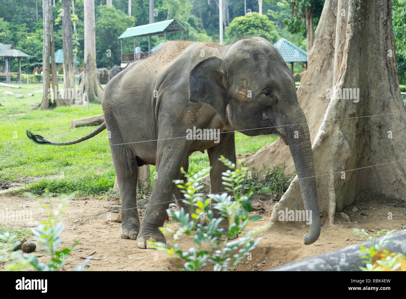 PAHANG, MALAYSIA October 21, 2018 Kuala Gandah Elephant Sanctuary in