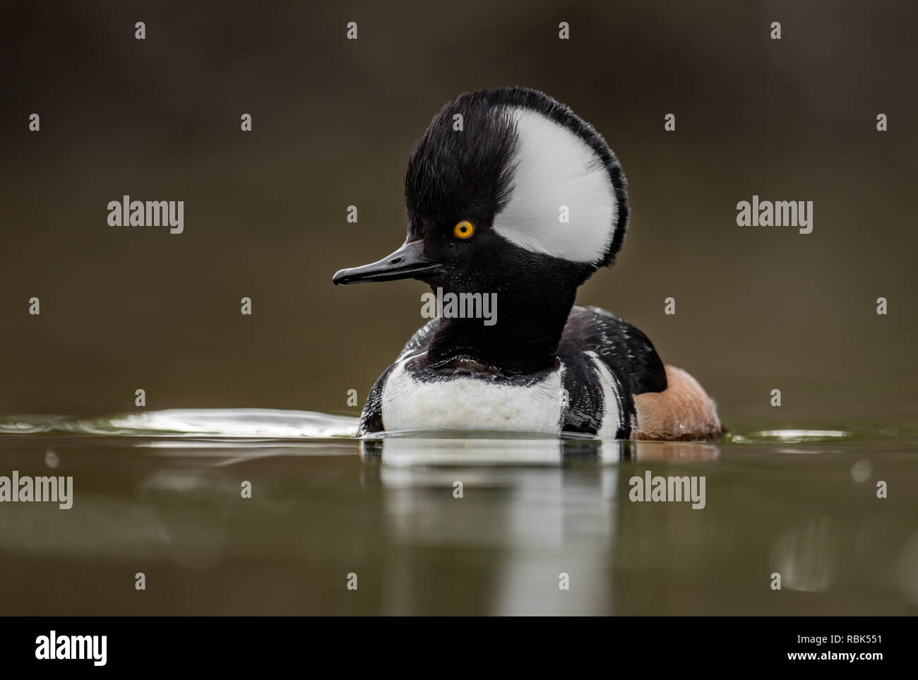 Male Hooded Merganser Drake Stock Photo Alamy