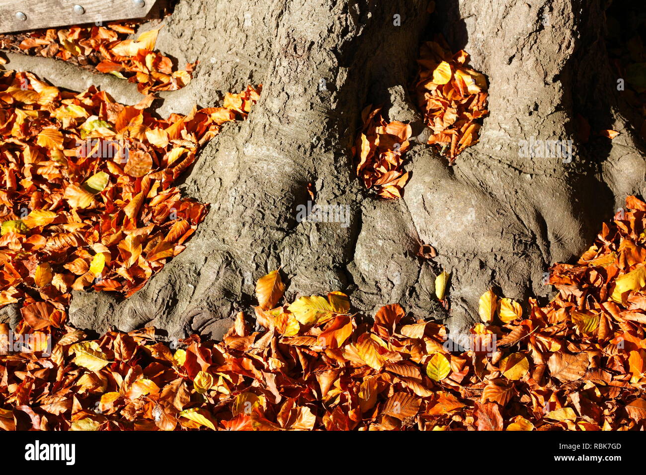 Old gnarled tree trunk, colorful autumn leaves lying on the floor, Germany, Europe I Alter knorriger Baumstamm, buntes Herbstlaub auf dem Boden liegen Stock Photo