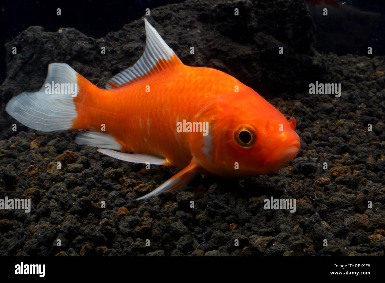 Koi fish in a pond Stock Photo Alamy