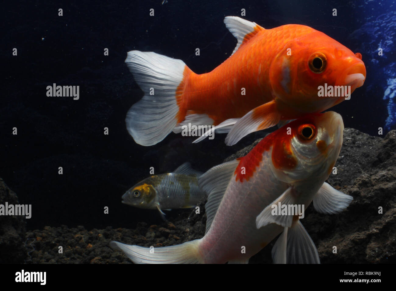 Koi fish in a pond Stock Photo Alamy