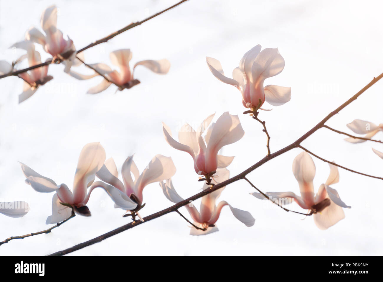 Blooming tree branches. Bloomy magnolia tree with big pink flowers ...